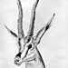 Miniature d'une gazelle