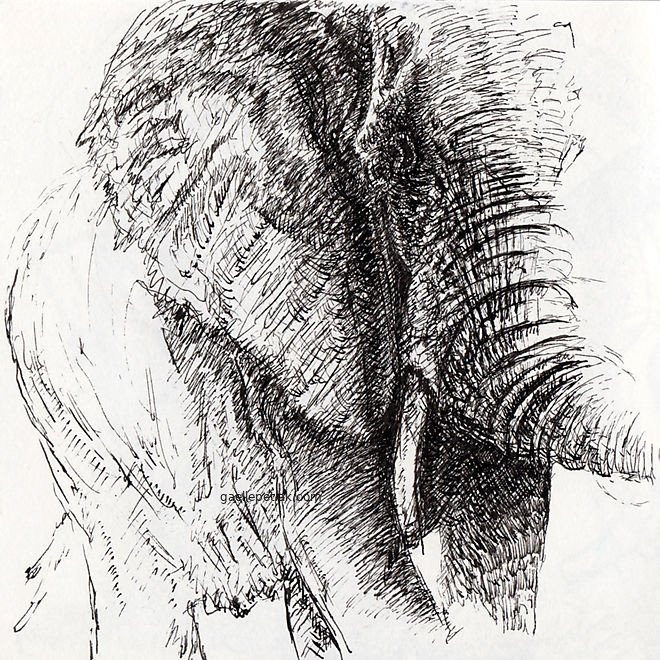 Gaelle Petlak - Dessin d'un éléphant