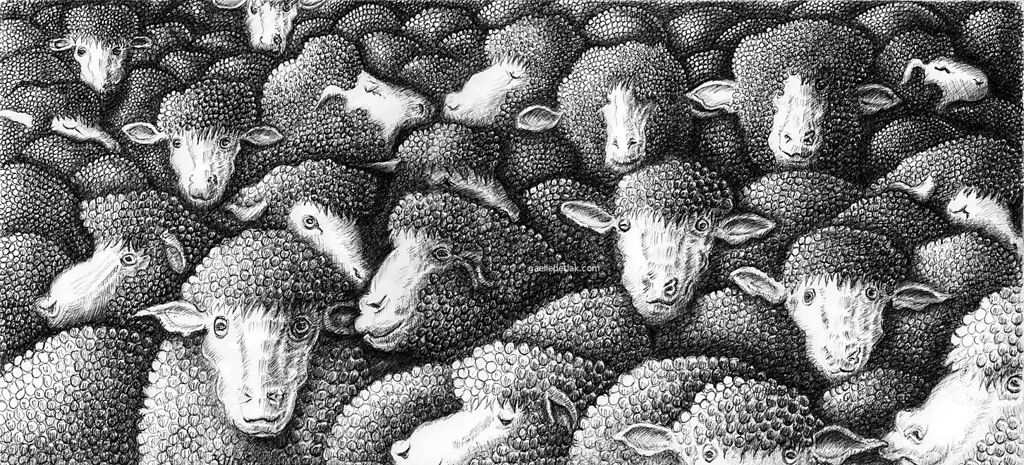Gaelle Petlak - Dessin de Tous des moutons